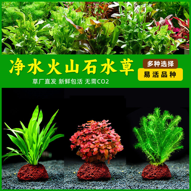 速发火山石水性蜈蚣草水榕懒人水草植物鱼缸水草底景造砂套餐阴草