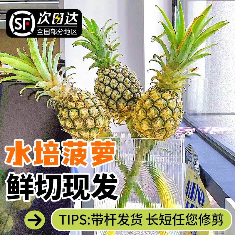 速发云南水培小菠观植物动感光菠香蕉鲜切花食用室内插花萝果绿植