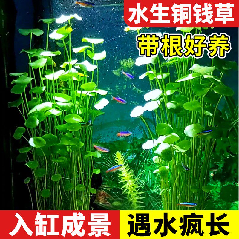 速发大叶铜钱草钱培植物和鱼共养草水金鱼缸专用造景水草净化水质