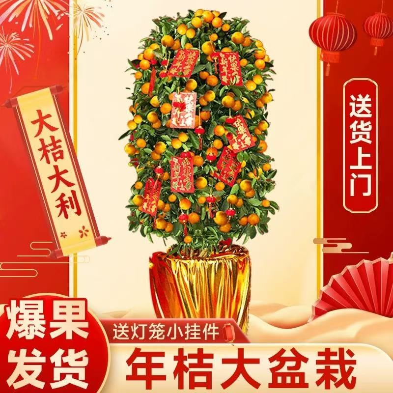 速发大型四桔树盆栽植物金桔金季树室内客厅办公室观果绿植花卉年
