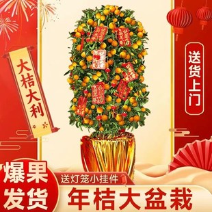 速发大型四桔树盆栽植物金桔金季树室内客厅办公室观果绿植花卉年
