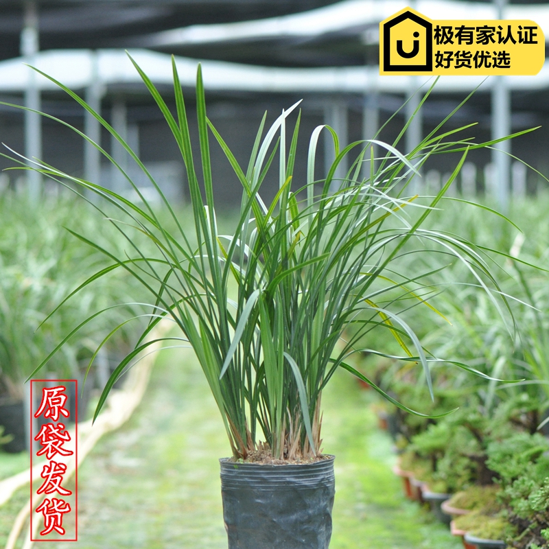 速发兰花苗带花盆细叶寒兰花含绿花苞国兰室内花卉期植物盆栽