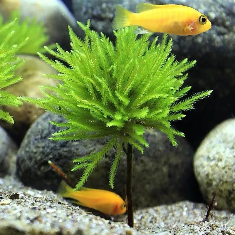 速发年藓鱼缸造景水草植物雨林缸新手易活水培真草蜈蚣草竹节草