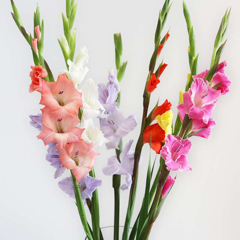混搭剑兰鲜花云南直发花期长鲜切花苞速递家用水养培唐菖蒲插花束