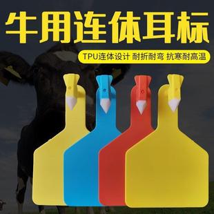 养殖场一体牛耳标识别牌耳号牌连体耳标单片式一体式大号奶牛耳标
