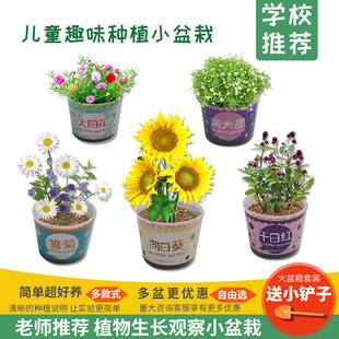 儿童种植小盆栽手工diy科学实验玩具幼儿园花卉种子盆栽材料包