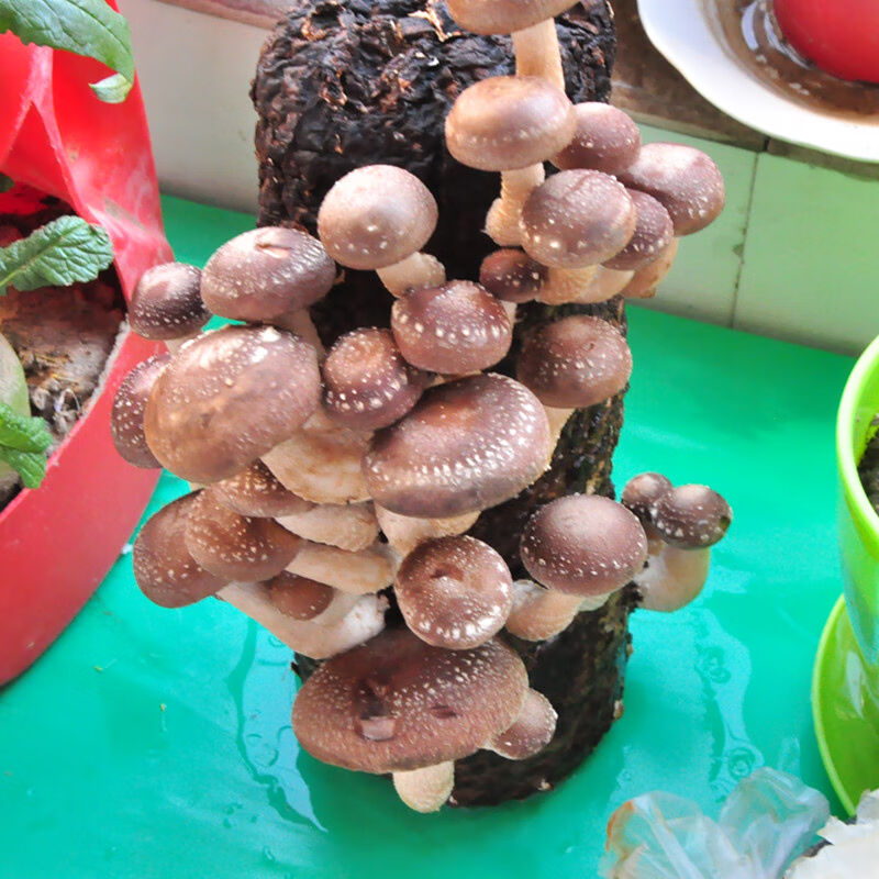 极速食用菌棒菌包香菇蘑菇种菌棒家D庭室内种植阳台趣味冬菇花菇