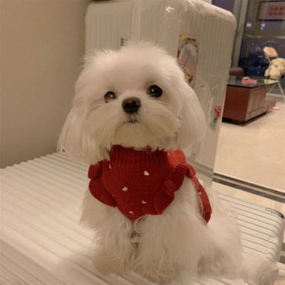 极速狗狗衣服春秋款泰q迪比熊博美毛衣小狗宠物猫咪幼犬小型犬