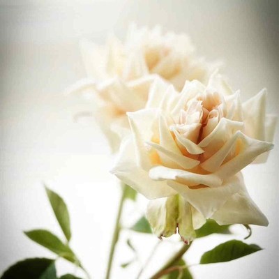 极速Rose Petal Silicone Veiner MouldG Meridians Baking Gumpa