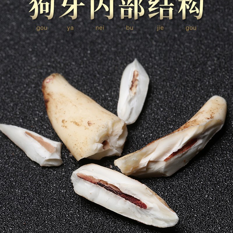 极速真狗牙吊坠狼牙o吊坠男士黑狗牙项链女狗牙齿符随身挂件男