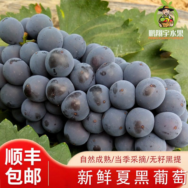 【顺丰包邮】正宗山西夏黑葡萄脆甜无籽果肉厚实当季新鲜孕妇水果