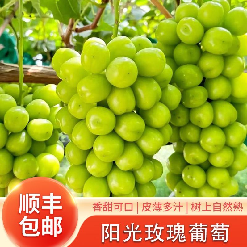 树上自然成熟阳光玫瑰葡萄