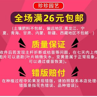 极速蓝海豚白海豚花苗耐阴植物盆栽垂吊品种花期长苦苣Z苔科曝花