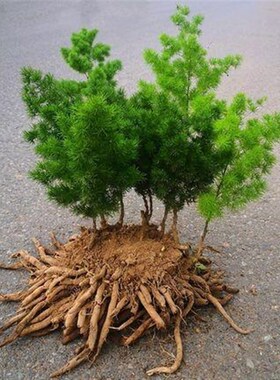 速发蓬莱松盆外大苗耐寒四季常以室栽室内可青正常生长植物也叫旺