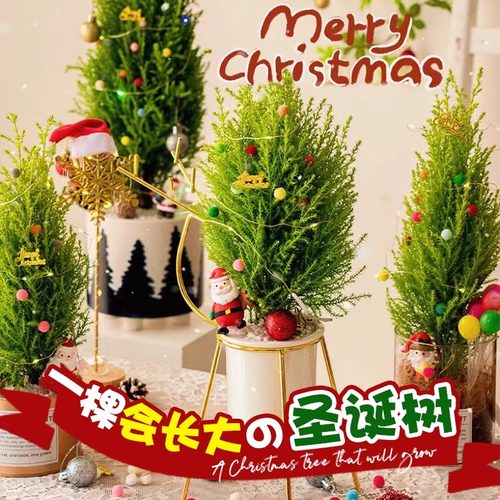 速发圣诞树云杉盆栽树饰真活客厅卧室礼物美观植物绿植好养装四季