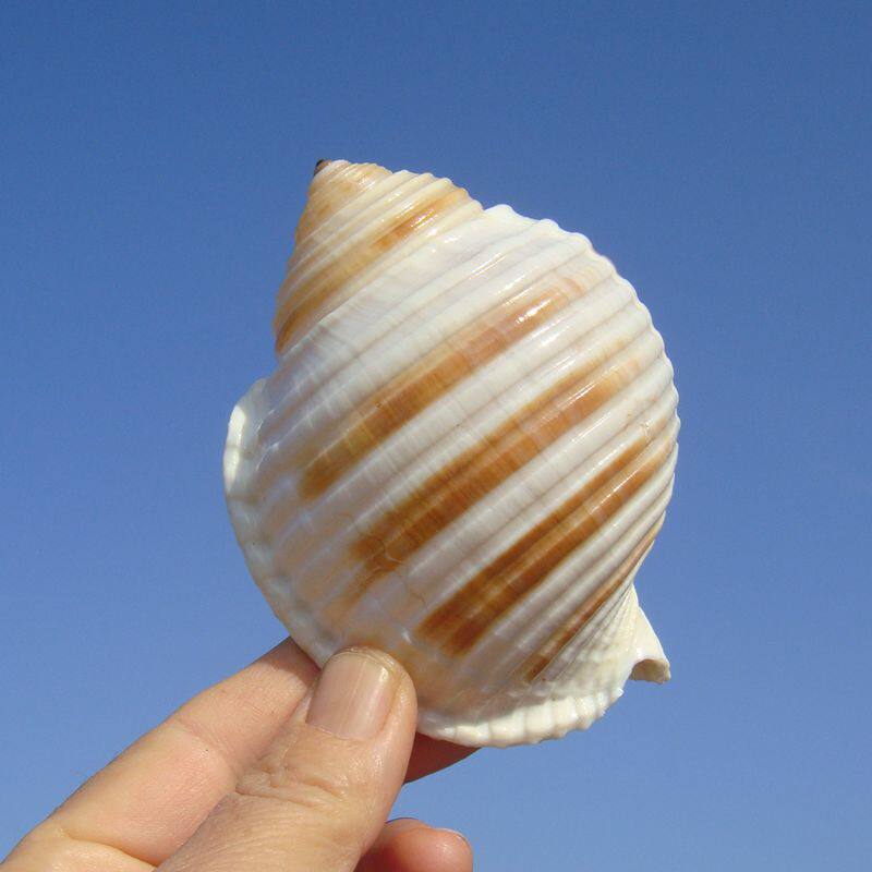 速发琴螺 贝壳大海螺 鱼缸水族箱装饰品卷贝鱼繁殖壳多肉花盆摆件
