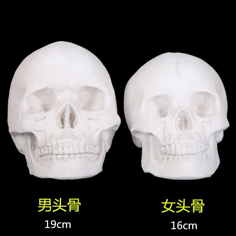 保质量人物石膏头骨骷髅头模型石膏教具几何体石膏像人像石膏静物