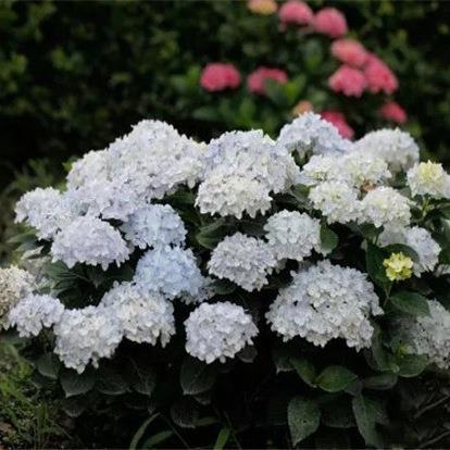 S18盆中大苗绣球无尽夏新娘大花花期长盆栽地载绿植花卉新手苗