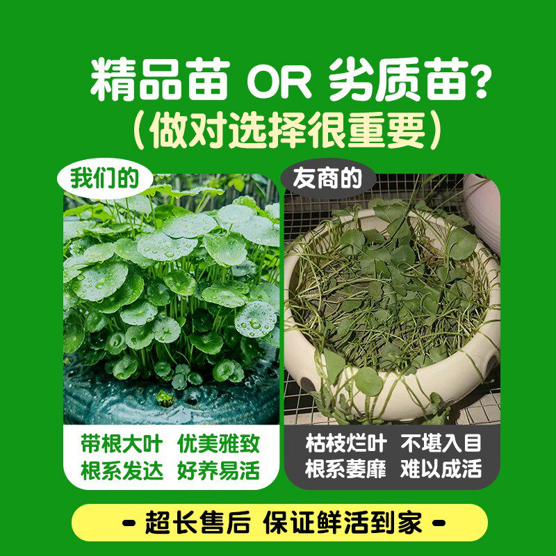 热销铜钱草水培植k物精品大叶金钱草水养花卉室内网红草绿植物四