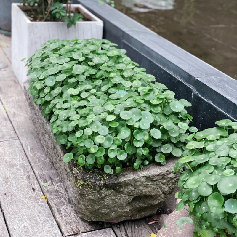 热销水培铜钱草盆栽植q物室内室外办公室桌面花卉绿植水养金钱草