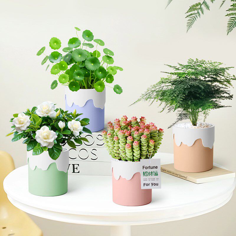 热销夏季栀子花铜钱草桌面绿植合集四季常青适合室内Y工位养的植