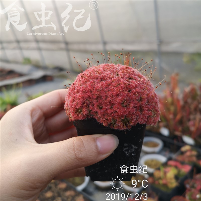 热销月亮湖迷你茅膏菜冬芽无节玫L瑰曼尼美丽蝎子玫瑰