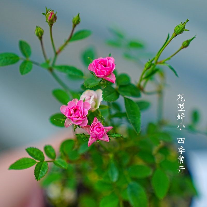 热销带花苞水培超微月季开花迷你桌面摆盆栽净P化空气四季室内外