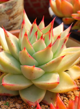 热销慢悠b花房1022精品景天阳台多肉植物肉肉盆栽931-939