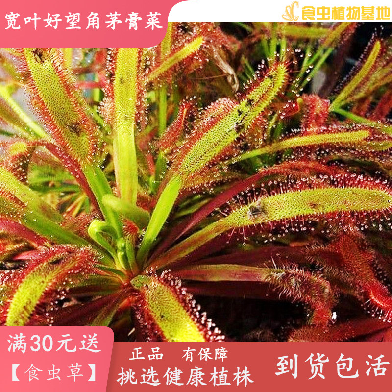 热销各类b茅膏菜【迷你粘住虫子食人花食虫草驱蚊草食虫植物包邮