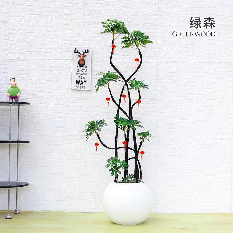 绿森 造型鸭脚木盆栽八方来财室内落地植物乔迁新房网红植物好养