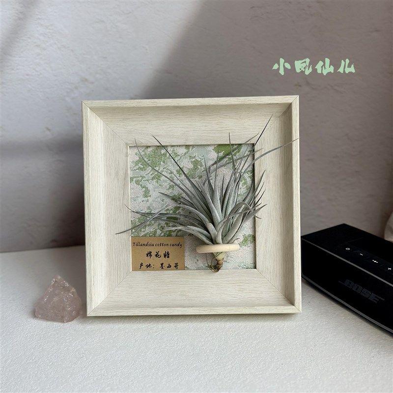 小凤仙儿空气凤梨套餐懒人装饰画框室内桌面挂画白色相框5寸送礼,鲜花速递/花卉仿真/绿植园艺,红掌/凤梨/温室花卉,淘宝优惠券,粉丝福利购,淘宝优惠卷
