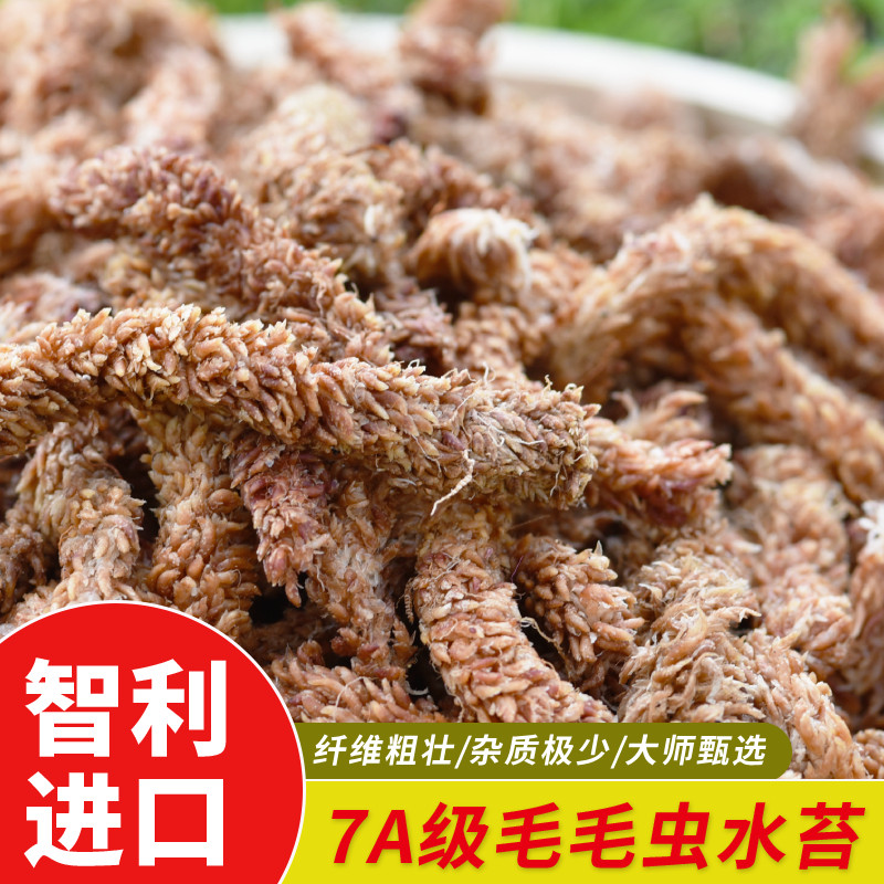 速发智虫水苔蝴蝶乌专用兰龟冬眠垫材毛毛利水苔七星干苔藓兰花土