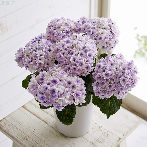 极速绣球花苗夏洛特公主重瓣可调色J阳台庭院花卉植物盆栽苗