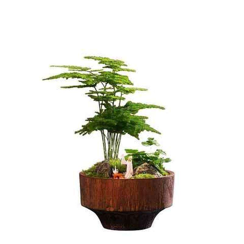 极速矮小文竹小盆k栽竹子室内花卉绿植物盆景云竹茶桌摆件花盆进