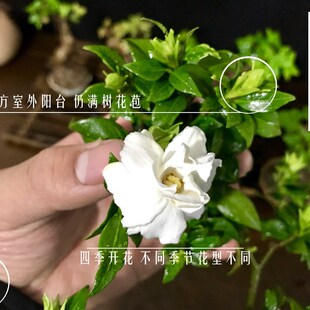 极速稀有c栀子花小叶寿星重瓣日本达摩清誉小微型指尖盆景茶宠开