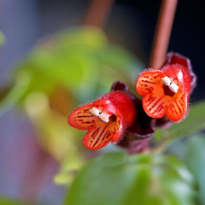 极速室内盆栽口红k吊牡丹吊兰兰金鱼吊兰垂钓花卉 常青吊篮进化空