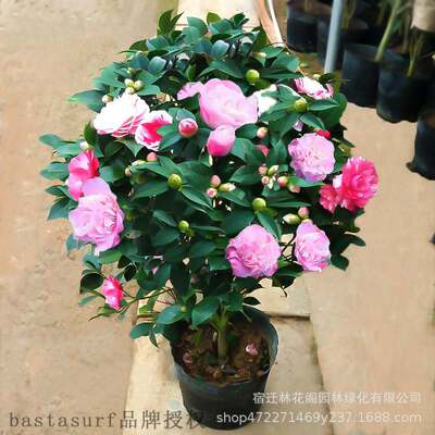 极速Four eseasons Xiangfei mountain Camellia saplings safflo