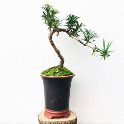 极速新品销罗汉松盆景悬崖造型树桩E小叶熟桩紫檀九里香雀梅室内