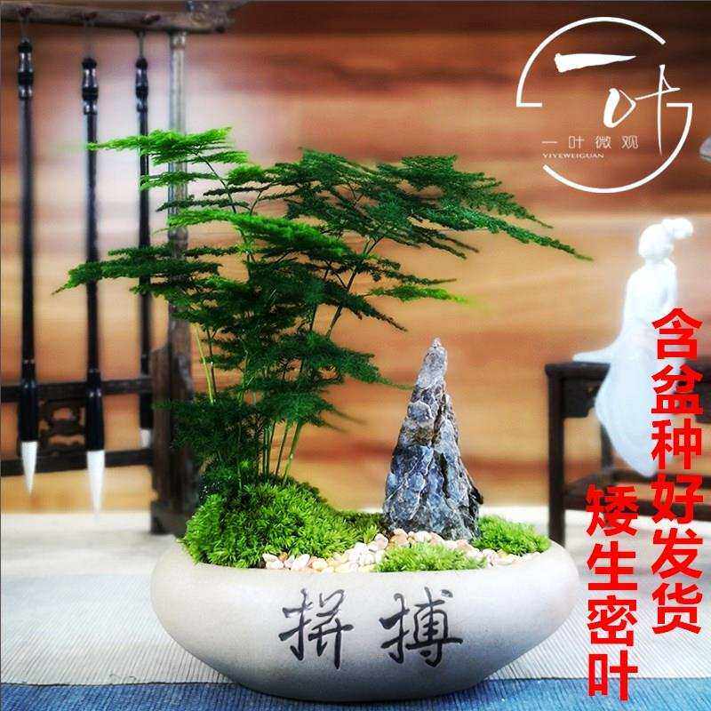 极速矮小文竹小盆栽竹子室内花卉绿植物盆景云竹茶桌摆Y件花盆进