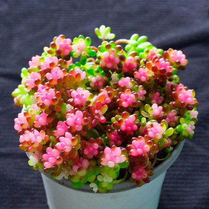 红色浆果锦多肉植物群生多头老桩花卉高J端大颗室内好养小盆栽肉