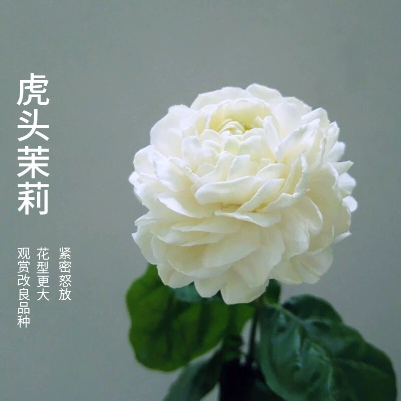 速发茉莉花苗盆栽带苞重瓣老桩浓香九里卉子四季开花栀植物内室花