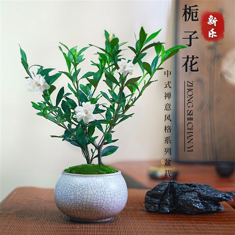 速发小叶栀子花小季盆栽植好室内物养办公桌面带盆景好养开花四绿