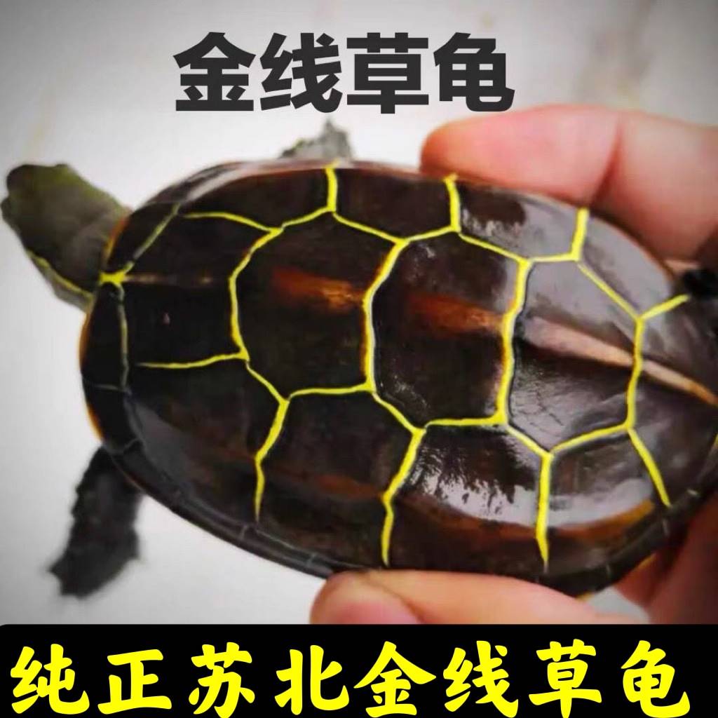 速发苏北金线草龟乌龟活物外长塘寿龟水龟观赏龟龟侣情草龟苗