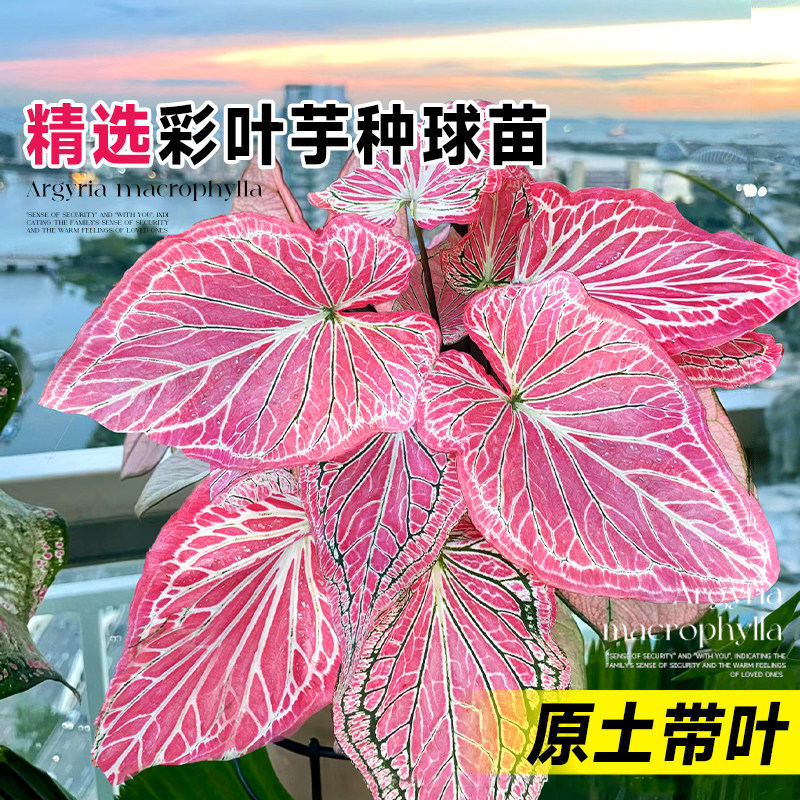 速发彩叶芋盆栽粉色和声种球苗白色恋人海内芋绿植物室类客厅四季