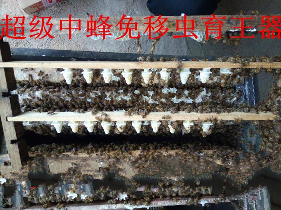 速发免防中移虫育王器 蜂箱免移虫 蜂跑片王笼饲喂器蜂具工具全套