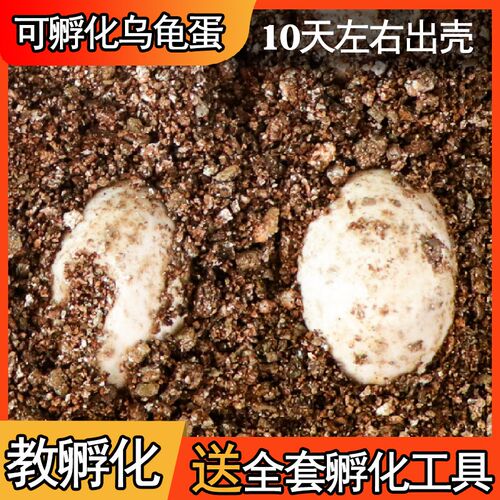 速发掌心模童活物小乌龟动物孵化孩真会动男蛋儿型玩具全套装生