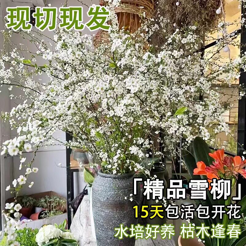 速发雪柳绿枝水培干枝花雪喷鲜植龙柳室内遇水开花重瓣吊钟绿植