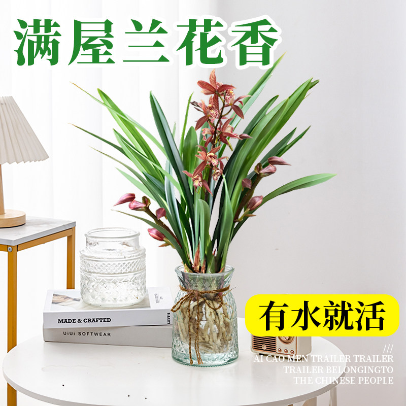 速发水培植物兰花墨兰带花苞盆栽养厅办公室内绿植水客四季甲花吸