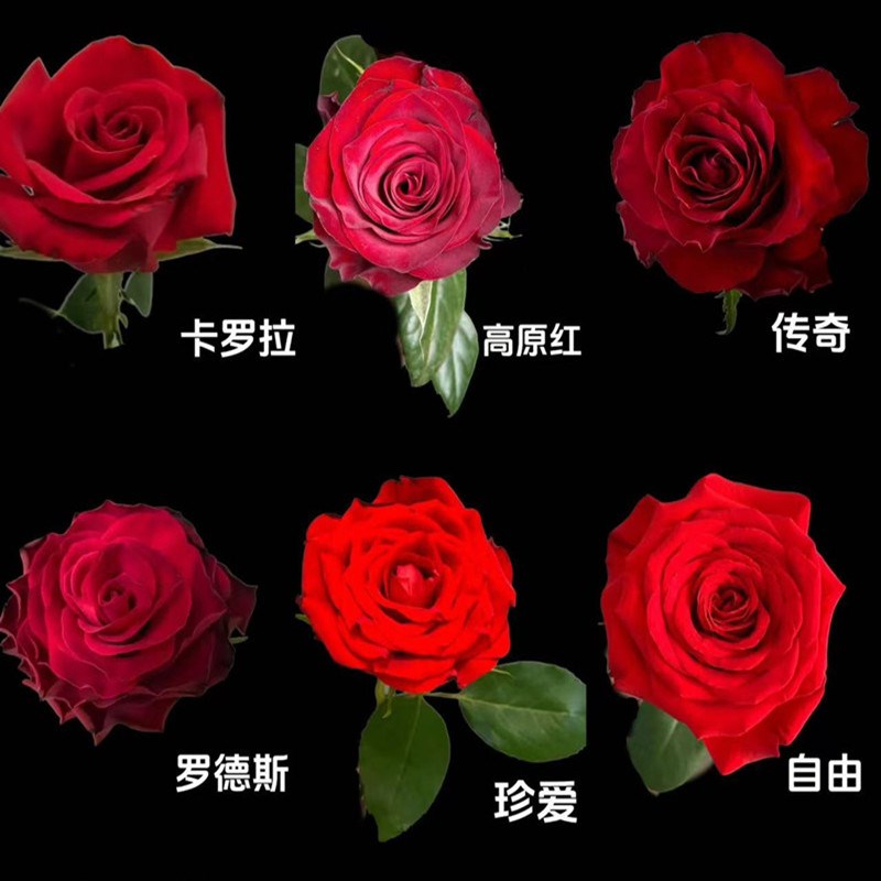 速发红玫瑰花苗高罗漫切花月季浓香卡杯花店玫瑰红色浪拉四季开花