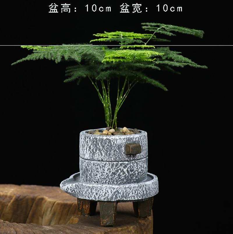 速发竹舍养幼小植物桌面文宿盆栽室内大颗的儿园小草小常青盆景景